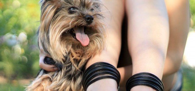 9 reasons why you should date a dog owner